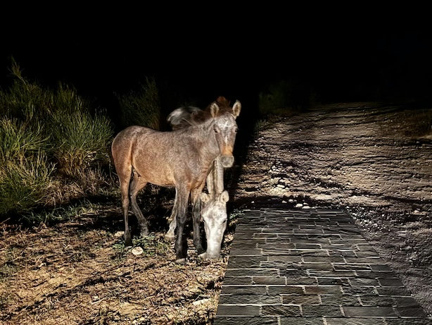 Τα άγρια άλογα της Κεφαλονιάς: η άπιαστη λύση