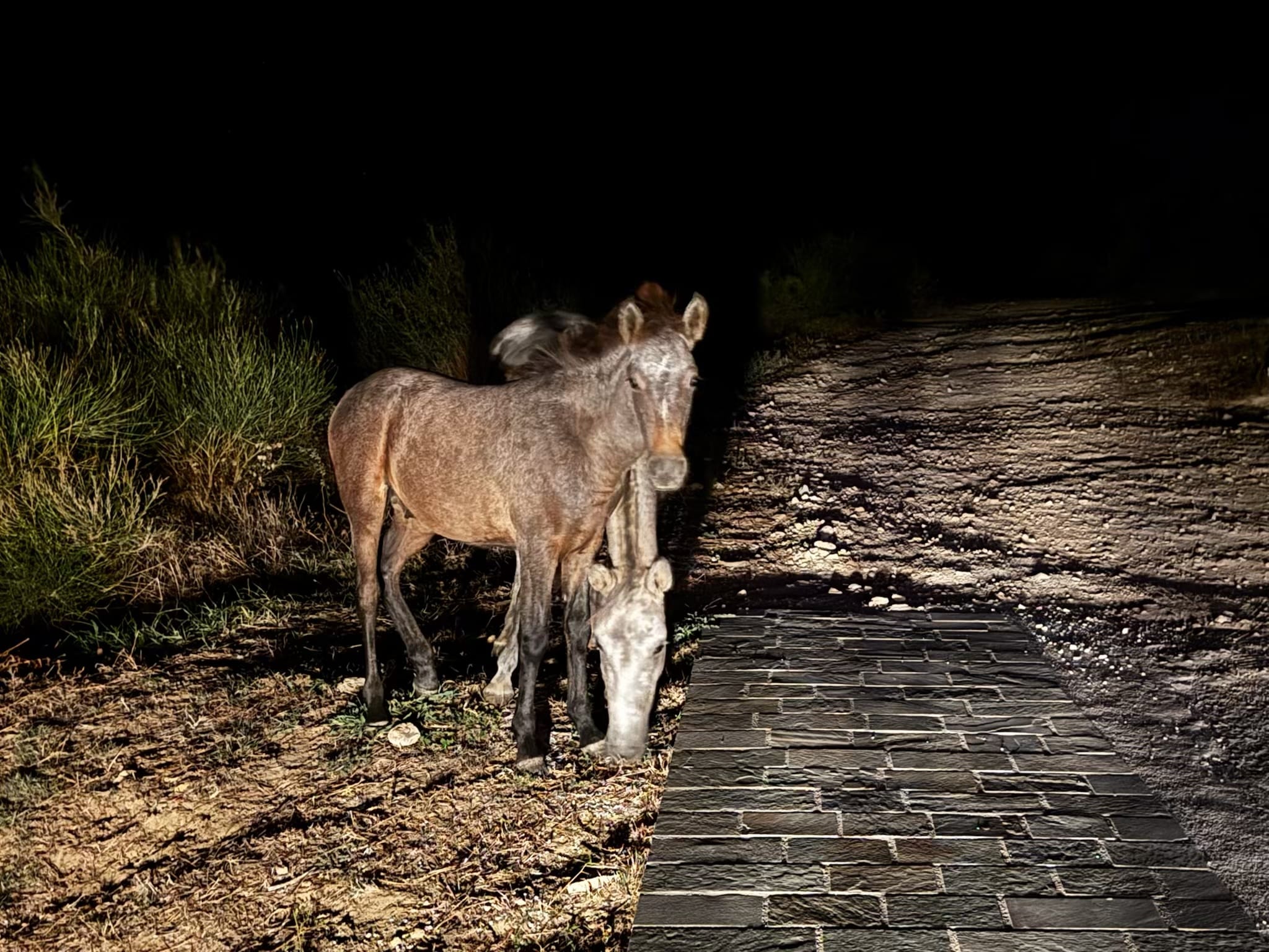 Τα άγρια άλογα της Κεφαλονιάς: η άπιαστη λύση