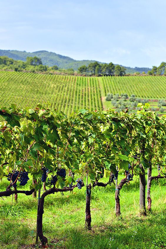 Αγροτική ζωή στην Κεφαλονιά: Οι περιζήτητοι “θησαυροί”